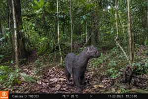 flagrante-inedito-de-jaguarundi-no-para-reforca-alerta-sobre-protecao-de-felinos-silvestres