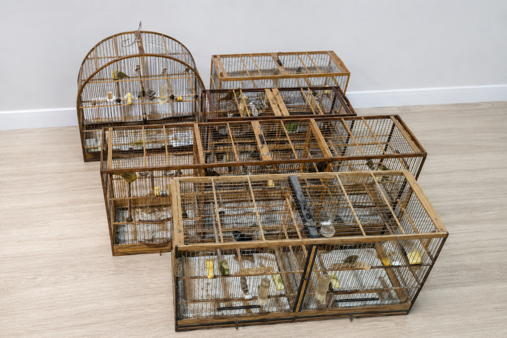 policia-civil-resgata-aves-silvestres-em-garuva