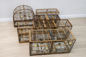 policia-civil-resgata-aves-silvestres-em-garuva